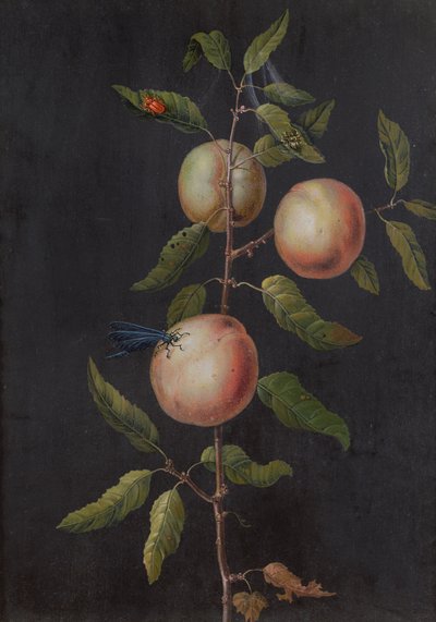 Branche de poirier - Barbara Regina Dietzsch